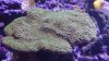 green.JPG