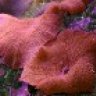 crashmushroom