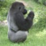 Silverback