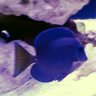 BlueMeanie