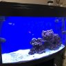 Trotters Tank