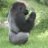 Silverback